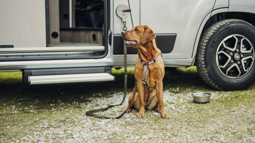 Camperen met je hond: een avontuurlijk samenzijn